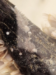 Fiona pinnata