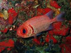 Myripristis hexagona