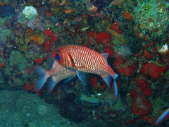 Myripristis hexagona