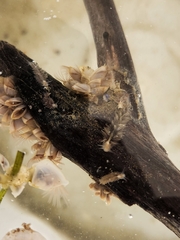 Fiona pinnata