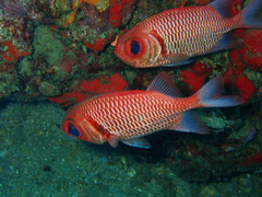 Myripristis hexagona