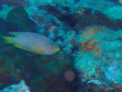 Pomacentrus amboinensis