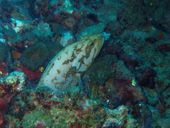 Cephalopholis cyanostigma
