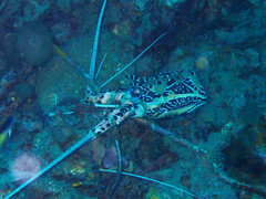 Panulirus versicolor