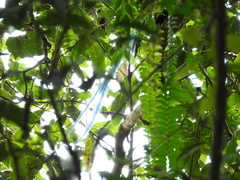 Pharomachrus mocinno