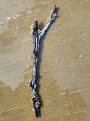 Fiona pinnata