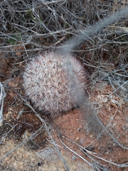 Mammillaria tetrancistra
