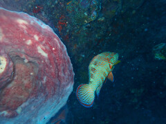 Cephalopholis miniata