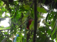 Pharomachrus mocinno