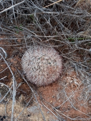 Mammillaria tetrancistra