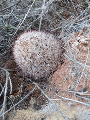 Mammillaria tetrancistra