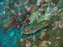 Canthigaster petersii