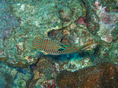 Canthigaster petersii