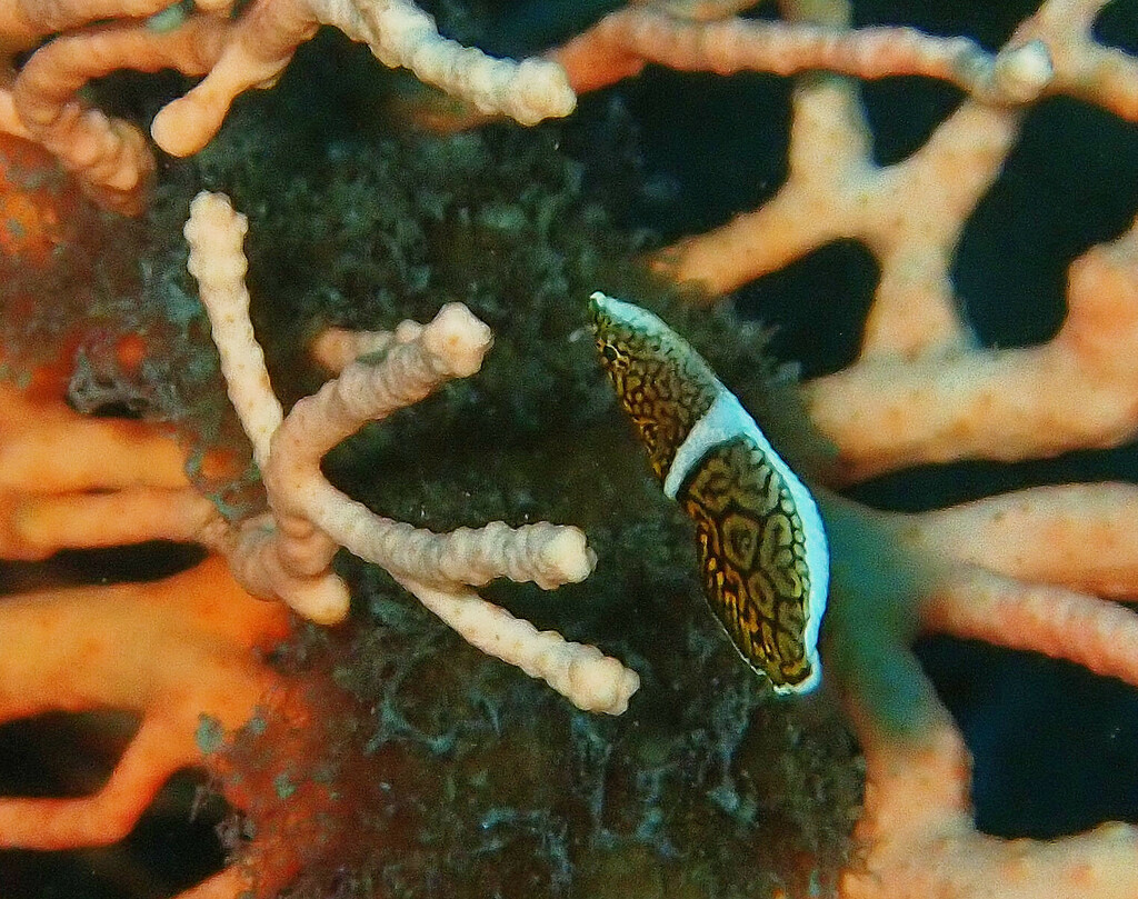 Lined Wrasse (Anampses lineatus) — recorded at Lan Tee Bay