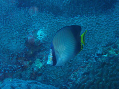 Chaetodon decussatus