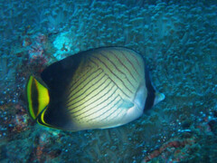 Chaetodon decussatus