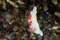 Goniobranchus splendidus