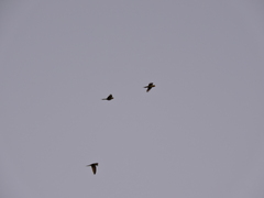 Psittacara holochlorus