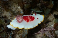 Goniobranchus splendidus