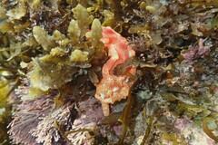 Hexabranchus sanguineus