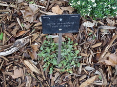 Salvia taraxacifolia