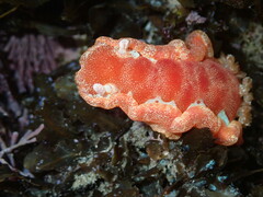 Hexabranchus sanguineus