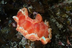 Hexabranchus sanguineus