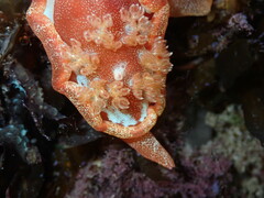 Hexabranchus sanguineus