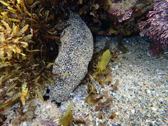 Holothuria atra