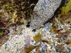 Holothuria atra