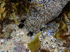 Holothuria atra