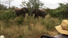 Elephantidae