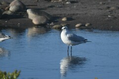 Chroicocephalus serranus