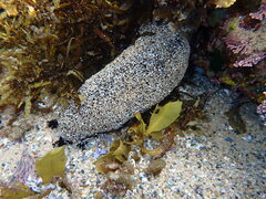 Holothuria atra