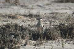 Burhinus superciliaris