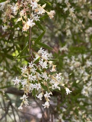 Leucopogon pimeleoides