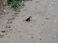Campylorhynchus griseus