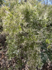 Leucopogon pimeleoides