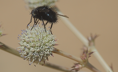 Edwynia robusta