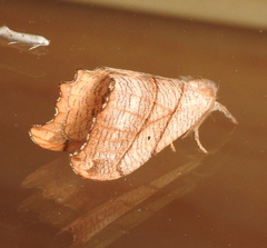 Drepana bilineata