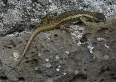 Microlophus bivittatus