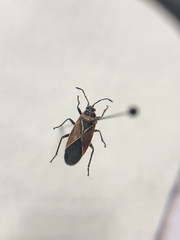 Neacoryphus bicrucis