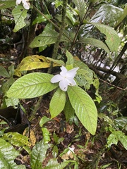 Atractocarpus hirtus