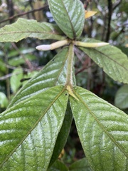 Atractocarpus hirtus