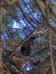 Strepera versicolor arguta