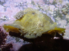 Sclerodoris apiculata