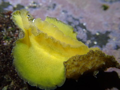 Sclerodoris apiculata