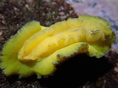 Sclerodoris apiculata