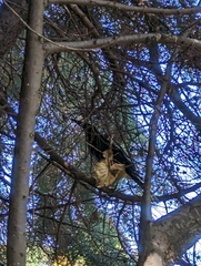 Strepera versicolor arguta