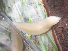 Dendrocoelum
